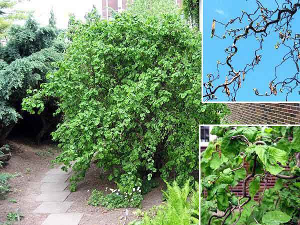 Corylus avellana 'Contorta' /Líska obecná (kroucená)/