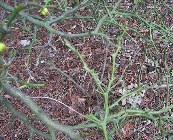 Poncirus trifoliatus /Citronečník trojlistý/