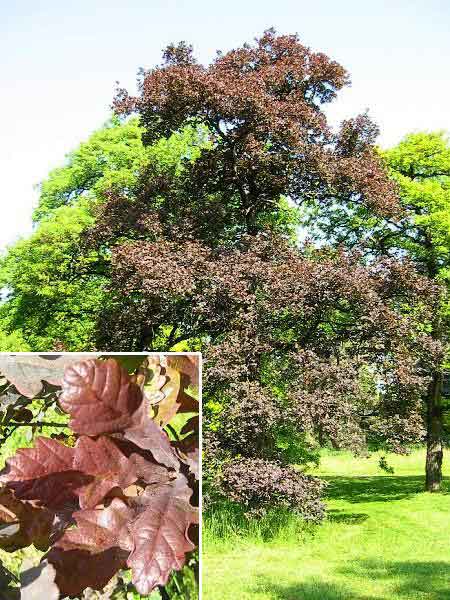 Quercus robur 'Atropurpurea' /Dub letní /