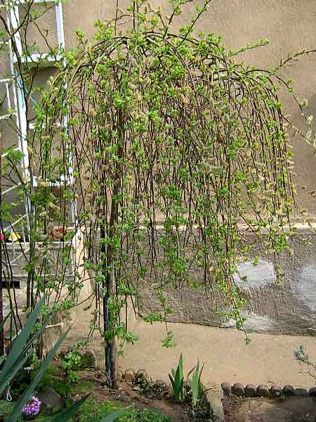 Salix caprea 'Pendula' /Vrba jíva/