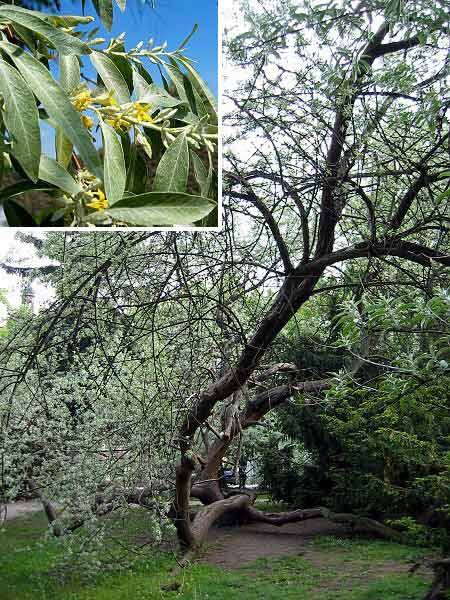 Elaeagnus angustifolia   /Hlošina úzkolistá (česká oliva)/
