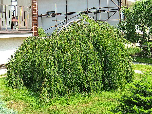 Betula verrucosa 'Youngií' /Bříza bílá/