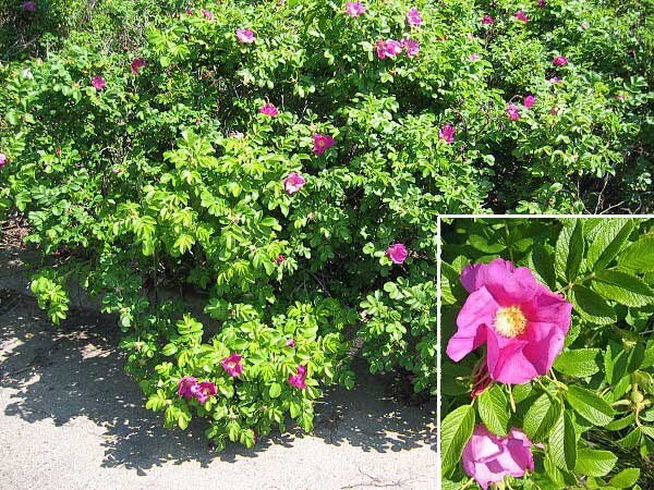 Rosa rugosa /Růže svrasklá/