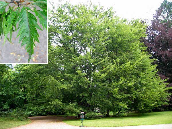 Fagus sylvatica 'Asplenifolia' /Buk lesní/