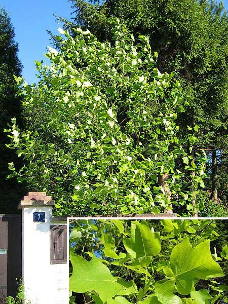 Liriodendron tulipifera /Liliovník tulipánokvětý/