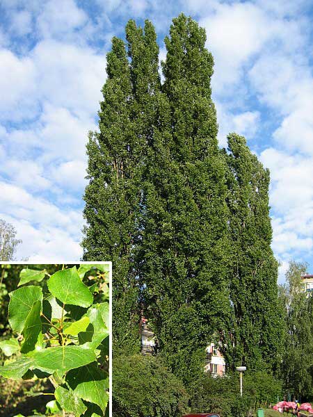 Populus nigra 'Italica' /Topol černý/
