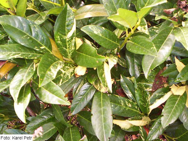 Prunus laurocerasus 'Variegata' /Bobkovišeň lékařská/