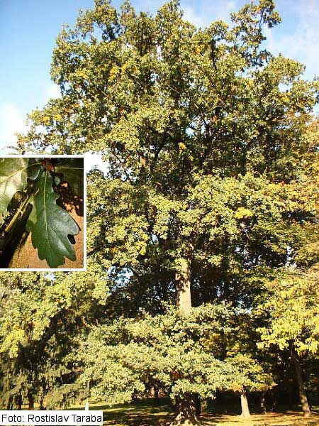 Quercus petraea /Dub zimní (drnák)/
