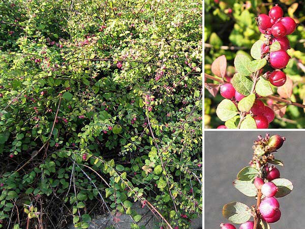 Symphoricarpos orbiculatus /Pámelník červenoplodý/