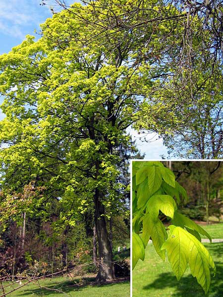 Acer pseudoplatanus 'Corsthorpinense'  /Javor klen/