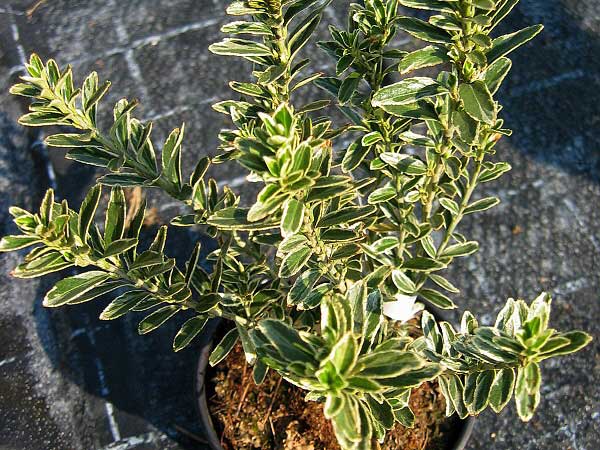 Euonymus fortunei 'Emerald's Gold'  /Brslen Fortuneův/