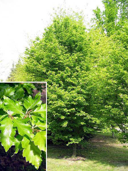 Fagus sylvatica 'Quercifolia'  /Buk lesní/