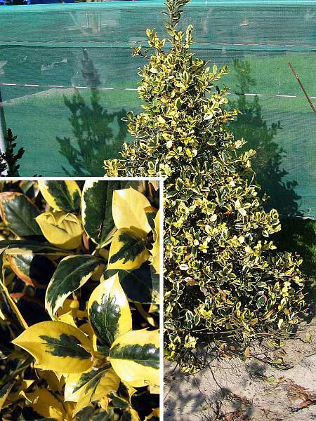 Ilex aquifolium 'Golden Van Tol' /Cesmína ostrolistá/