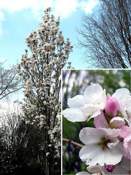 Prunus serrulata 'Amanogawa'  /Višeň pilovitá (sakura)/