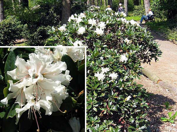Rhododendron (hybrid) 'Cunningham Album Compactum' /Pěníšník kříženec/