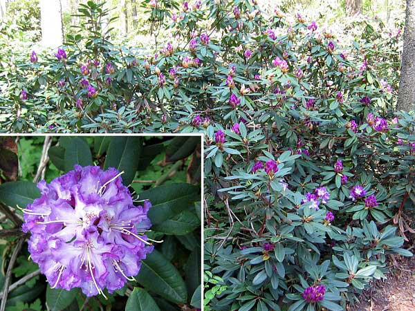 Rhododendron (hybrid) 'Ibsen'  /Pěníšník kříženec/