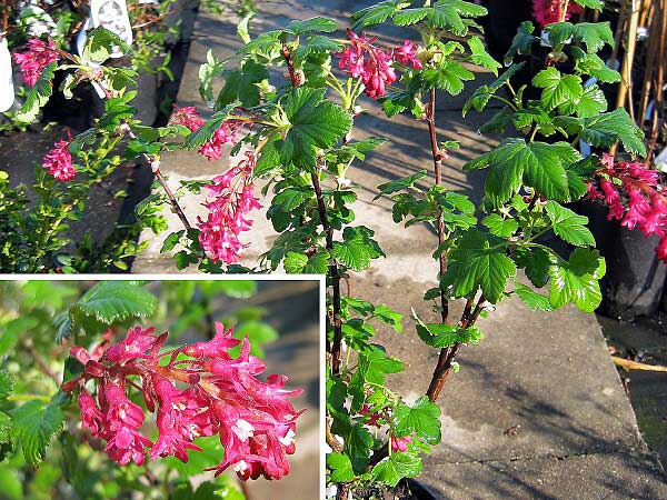 Ribes sanquineum 'Atrorubens Select'  /Meruzalka krvavá/