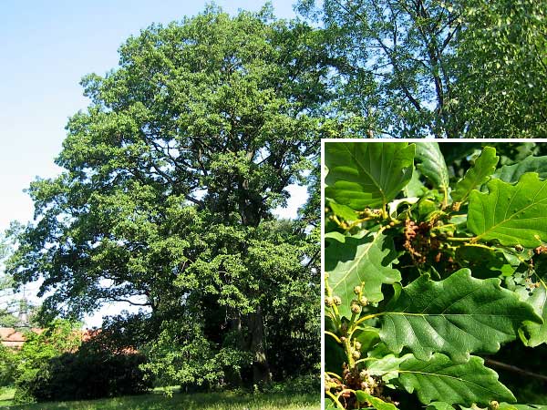 Quercus petraea 'Cochleata'  /Dub zimní (drnák)/