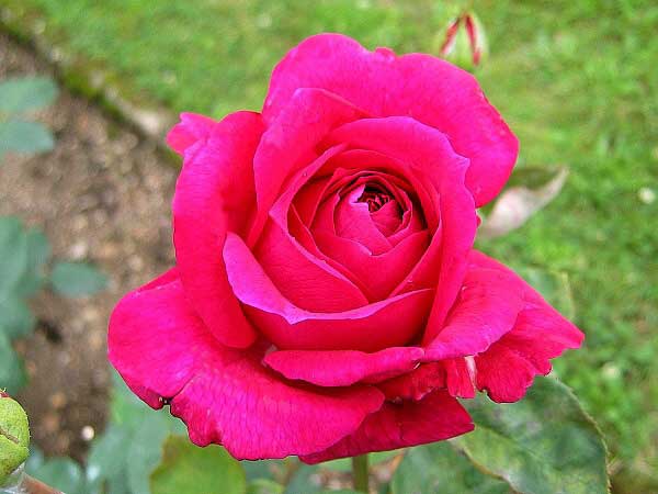 Rosa (?) 'Big Purple' /Růže/