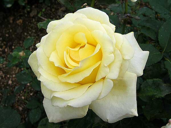 Rosa hybrid 'Elina' /Růže kříženec/