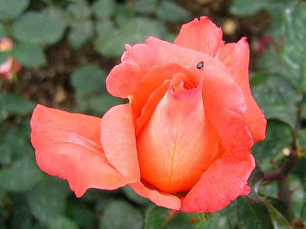Rosa (?) 'Folklore' /Růže/