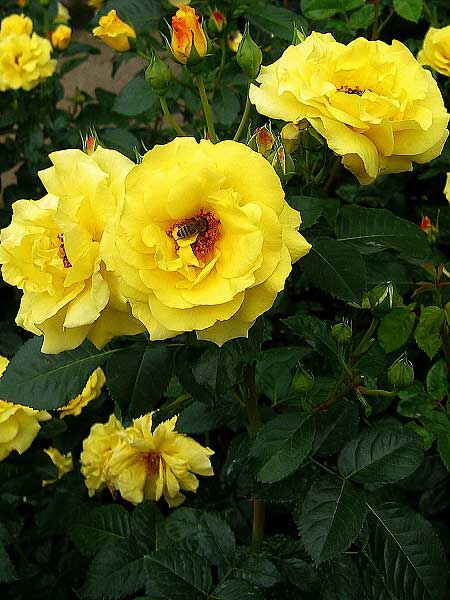 Rosa floribunda 'Friesia' /Růže mnohokvětá/