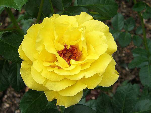 Rosa floribunda 'Friesia' /Růže mnohokvětá/