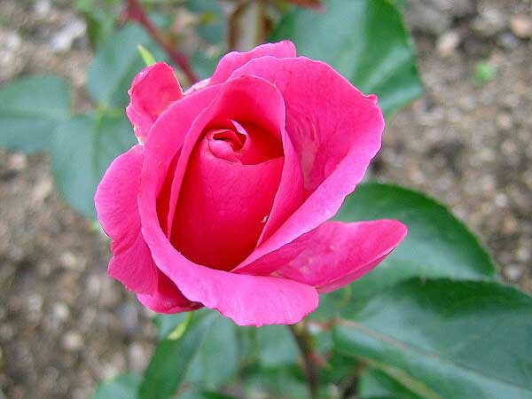 Rosa (?) 'Lancome' /Růže/