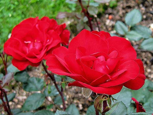 Rosa polyantahybrid 'Lily Marleen' /Růže polyantahybrid/