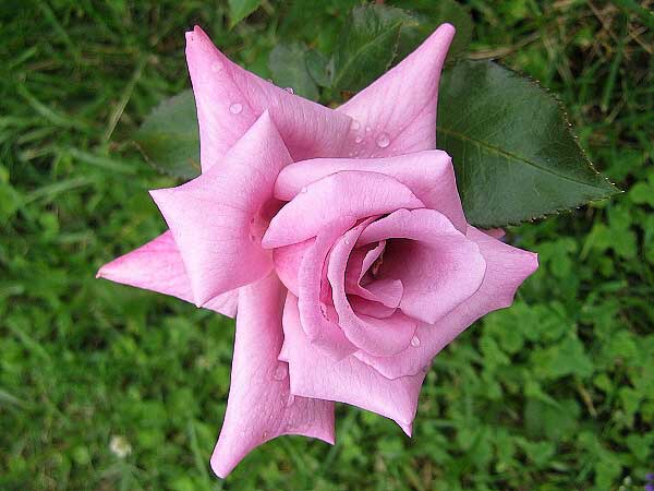 Rosa hybrid 'Ludmila' /Růže kříženec/