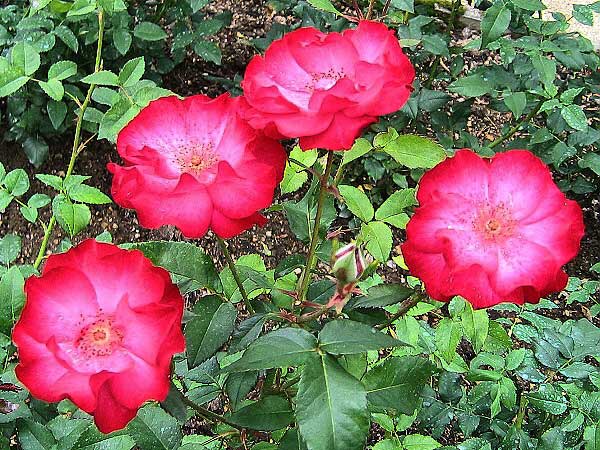 Rosa (?) 'Máčka' /Růže/