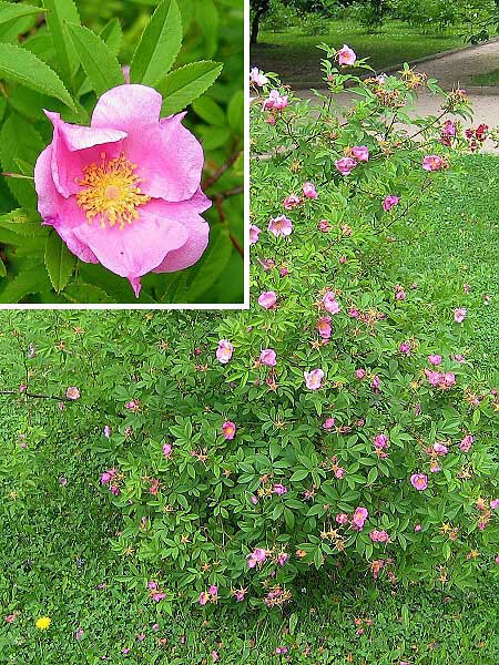 Rosa palustris /Růže bahenní/