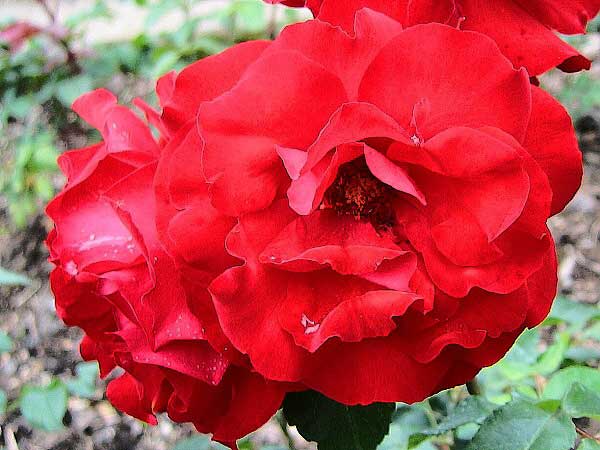 Rosa floribunda 'Satchmo' /Růže mnohokvětá/