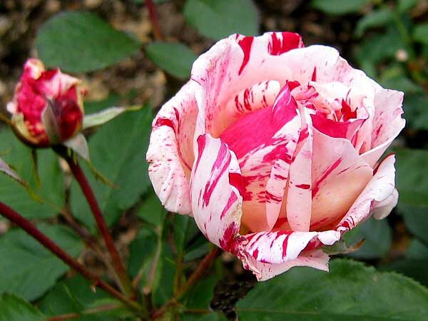 Rosa (?) 'Scentimental' /Růže/