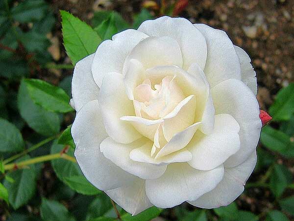 Rosa hybrid 'Schneewitchen' /Růže kříženec/