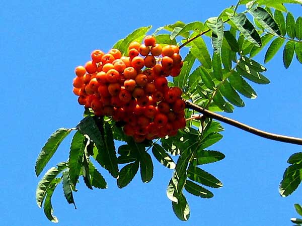 Sorbus aucuparia /Jeřáb obecný/