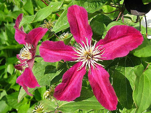 Clematis x jackmanii 'Niobe'  /Plamének Jackmanův/