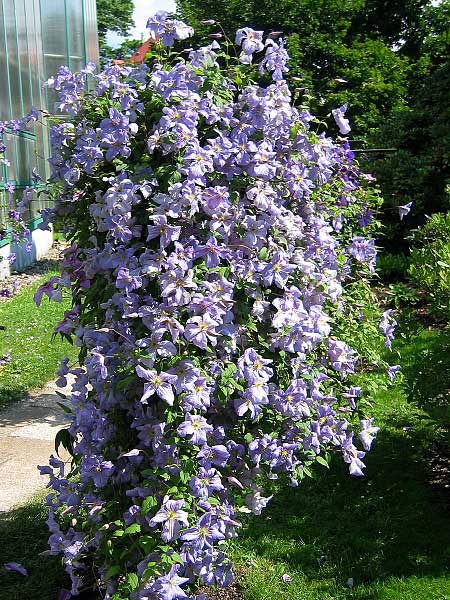 Clematis (neurč. cv) /Plamének /