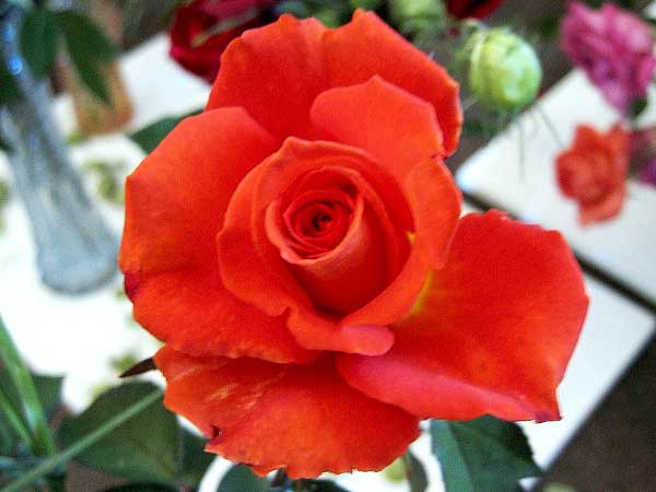 Rosa (?) 'Toswald' /Růže/