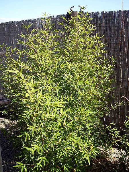 Sinarundinaria nitida  /Sinarundinaria (bambus)/