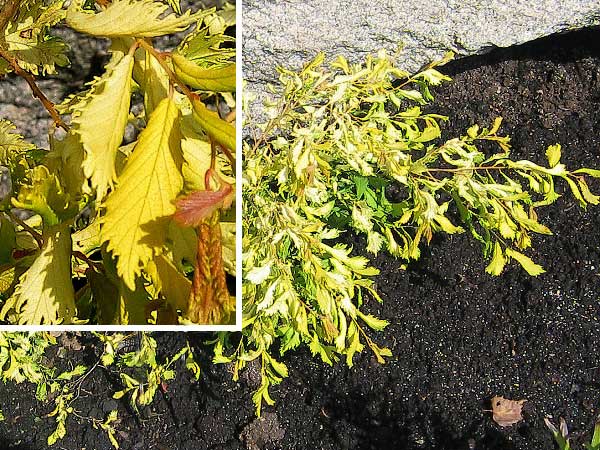 Ulmus parvifolia  /Jilm drobnolistý/