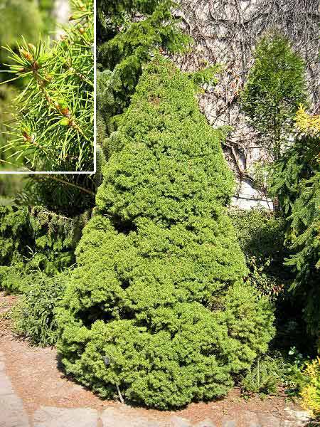 Picea glauca 'Conica' /Smrk bílý/