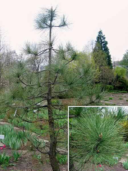Pinus jeffreyi /Borovice Jeffreyova/