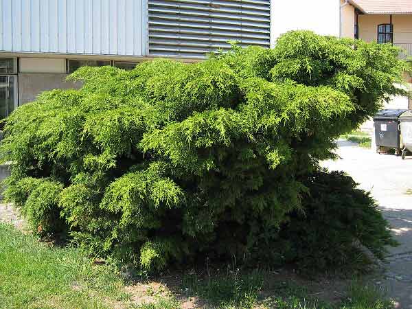 Juniperus x media 'Pfitzeriana' /Jalovec prostřední/