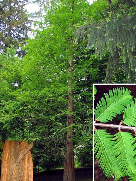 Metasequoia glyptostroboides   /Metasekvoje čínská/