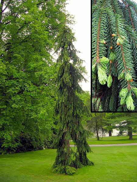 Picea abies 'Viminalis' /Smrk ztepilý/