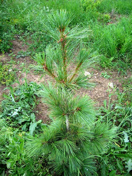 Pinus peuce /Borovice rumelská/