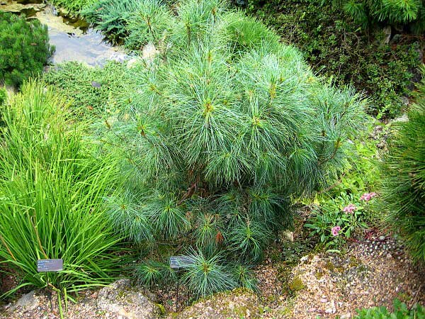 Pinus strobus 'Nana' /Borovice vejmutovka/