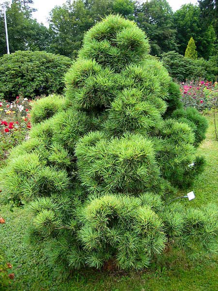 Pinus silvestris 'Aurea' /Borovice lesní/