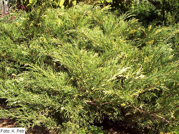 Juniperus sabina 'Variegata' /Jalovec chvojka/
